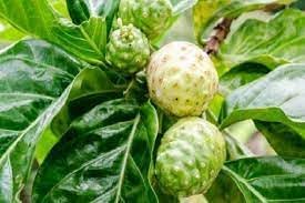 Morinda Citrifolia Fruit Seeds for Cultivation