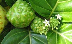 Morinda Citrifolia Fruit Seeds for Cultivation