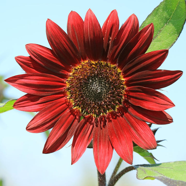 Heirloom Non-GMO Sunflower Plant Seeds for Planting – Bright, Tall Garden Blooms for Pollinators