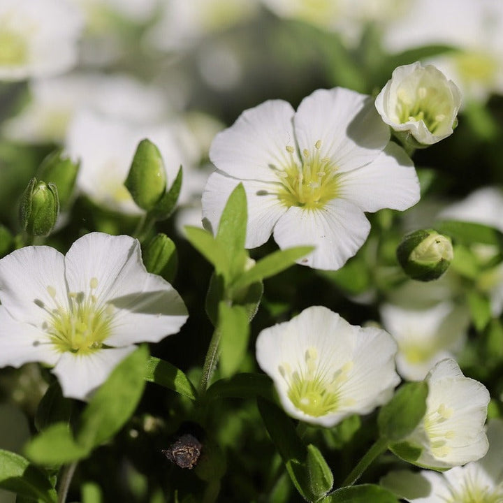 Arenaria blomsterfrø til plantning, arvestykke, ikke-GMO, 100 stk.