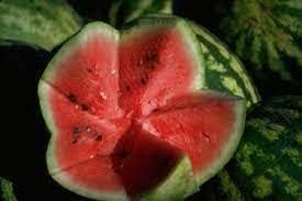Mountain Hoosier Watermelon Fruit Seeds for Planting