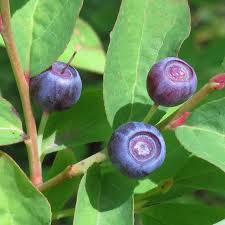 Mountain Huckleberry (Vaccinium membranaceum) Fruit Seeds for Planting