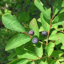 Mountain Huckleberry (Vaccinium membranaceum) Fruit Seeds for Planting