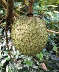 Mountain Soursop (Annona montana) Fruit Seeds for Planting