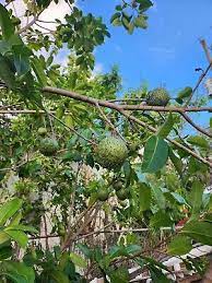 Mountain Soursop (Annona montana) Fruit Seeds for Planting