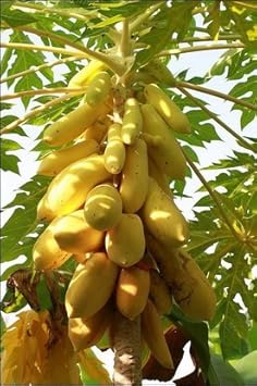 Mouse Melon Fruit Seeds for Planting | Heirloom Non-GMO Organic Seeds for Small, Unique Garden Melons