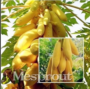 Mouse Melon Fruit Seeds for Planting | Heirloom Non-GMO Organic Seeds for Small, Unique Garden Melons
