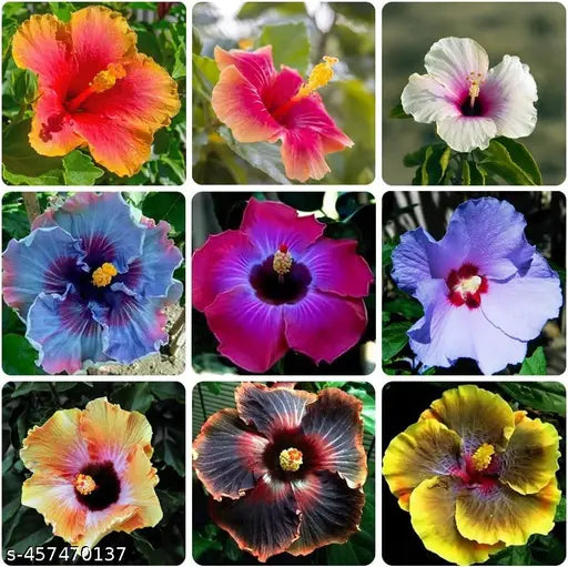 Hibiscus blandede blomsterfrø til plantning - 100 stk