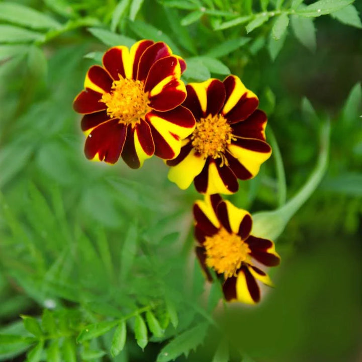 Heirloom Marigold Mr. Majestic Flower Seeds, Non-GMO Striped Blooms for Vibrant Garden Planting