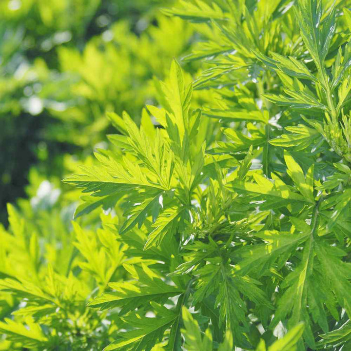 Mugwort (Artemisia vulgaris) Seeds for Planting – Heirloom, Non-GMO Medicinal Herb Seeds for Traditional & Aromatic Gardens