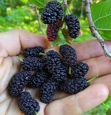 Mulberry Fruit Seed Pack for Planting | Heirloom Non-GMO Organic Garden Seeds for Juicy Sweet Mulberries