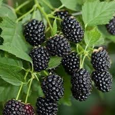 Mulberry Fruit Seed Set for Planting | Heirloom Non-GMO Organic Garden Seeds for Sweet Juicy Mulberries