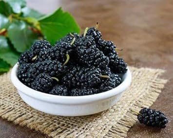 Mulberry Fruit Seeds for Planting