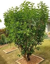 Mulberry Plant Seeds for Planting | Heirloom Non-GMO Organic Garden Seeds for Juicy Sweet Mulberries