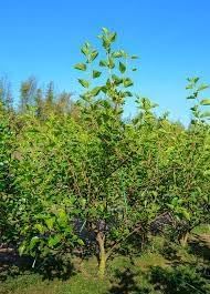 Mulberry Plant Seeds for Planting | Heirloom Non-GMO Organic Garden Seeds for Juicy Sweet Mulberries