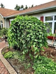 Mulberry Seeds