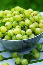 Mulberry Tree Seeds