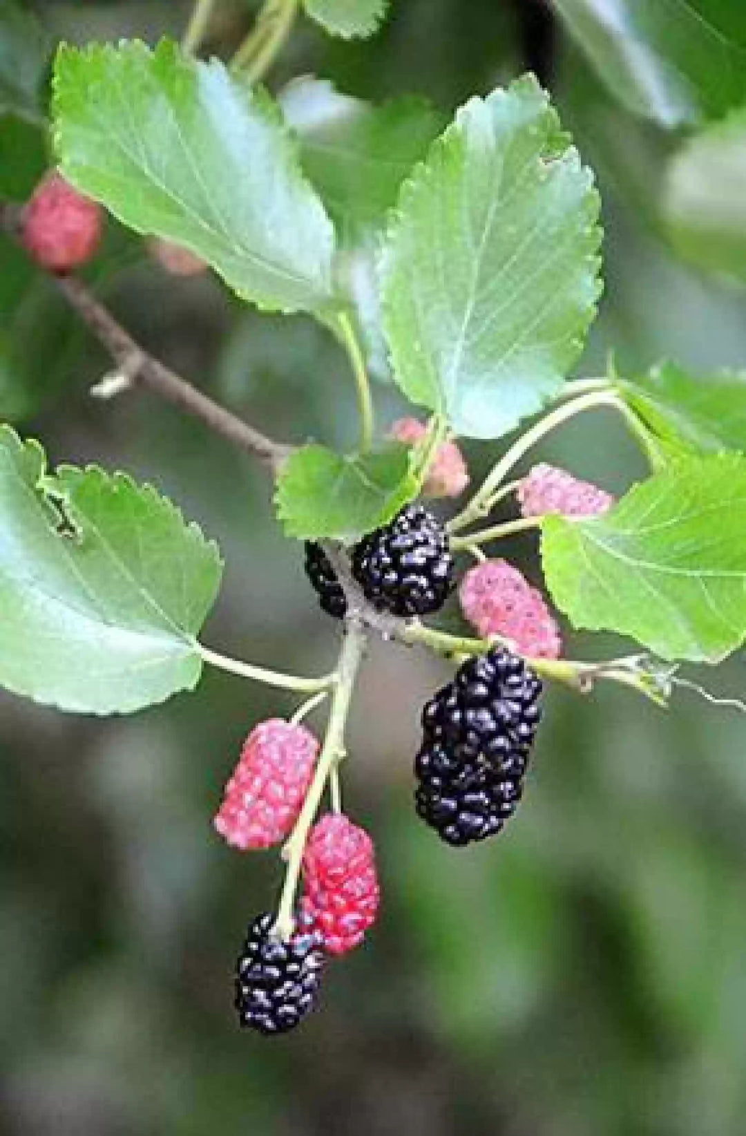 Rare Mulberry Plant Seeds - Grow Nutritious and Sweet Mulberries with Ease  100 pcs