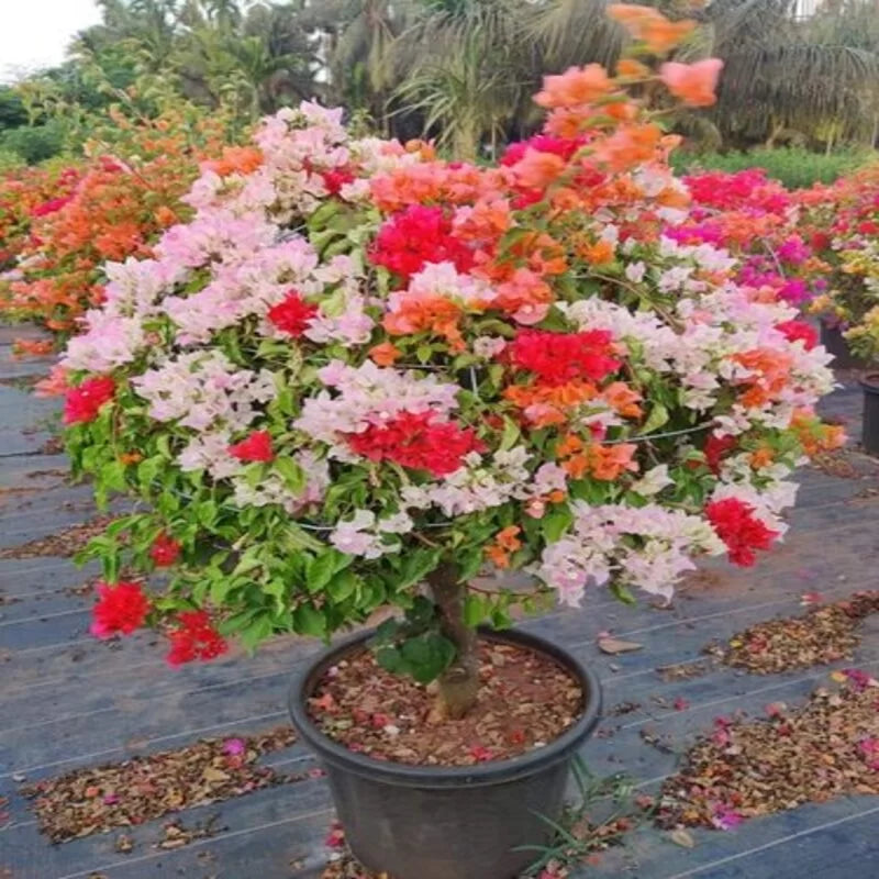 Mixed Colors Bougainvillea Flower Seeds for Planting,Perennial Heirloom Non-GMO