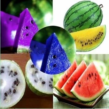 Multi-Colour Watermelon Fruit Seeds for Planting
