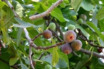 Muntingia Calabura Seeds for Planting