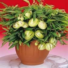 Muricatum Fruit Seeds for Planting