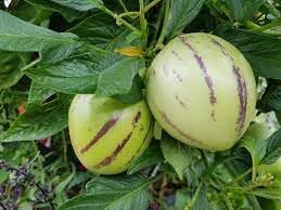 Muricatum Fruit Seeds for Planting