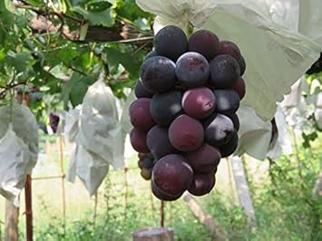 Muscat Grape Fruit Seeds for Planting