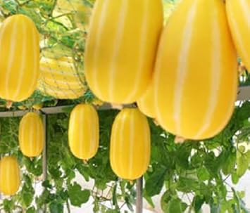 Musk Melon Fruit Seeds for Planting