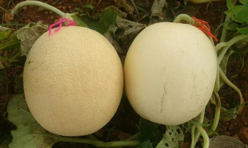 Ice-Cream Cantaloupe Fruit Seeds - Delicious, Smooth Cream Melons for Summer Gardens