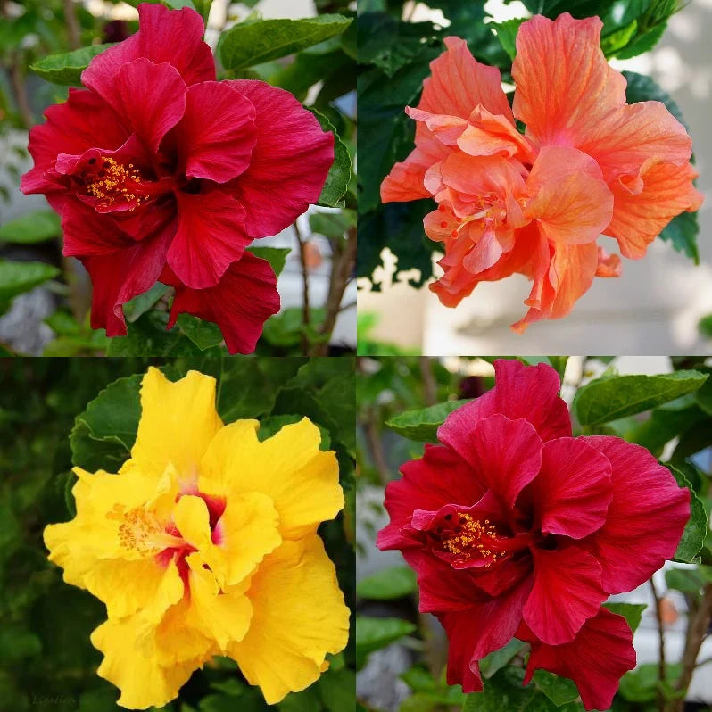 chinese hibiscus flower seeds