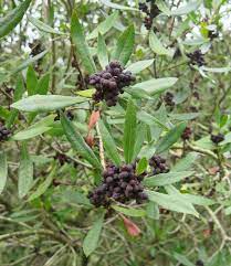 Myrica californica Bayberry Fruit Seeds for Planting