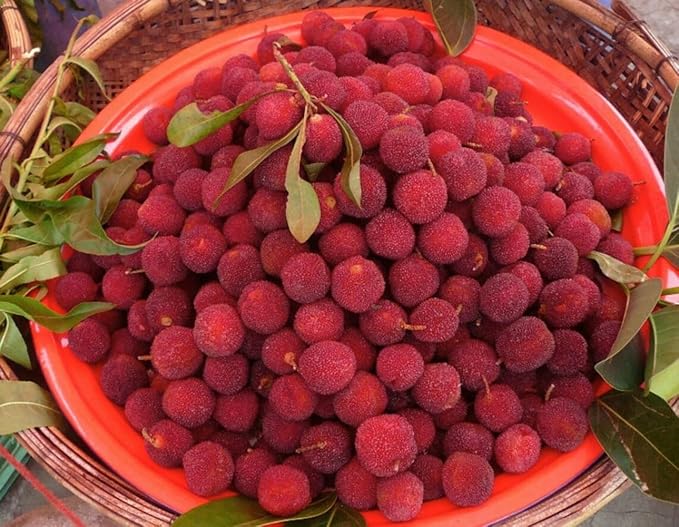 Myrica Rubra Chinese Bayberry Fruit Seeds for Planting