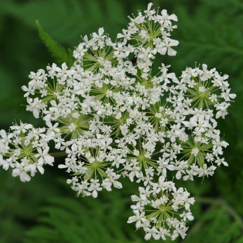 cicely myrrhis flower seeds