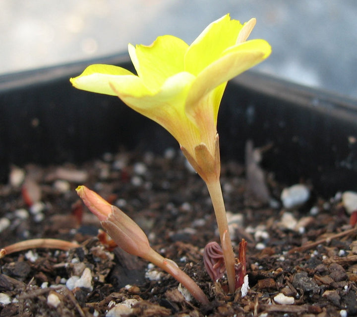 Afrikanske Oxalis Blomsterfrø 10 til udplantning 100 stk