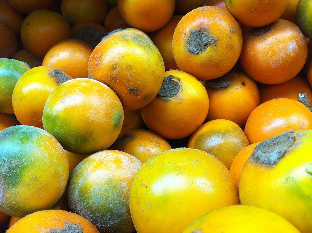 Naranjilla Fruit Seeds for Planting
