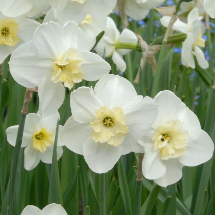 Hvide Narcissus Blomsterfrø 100 stk