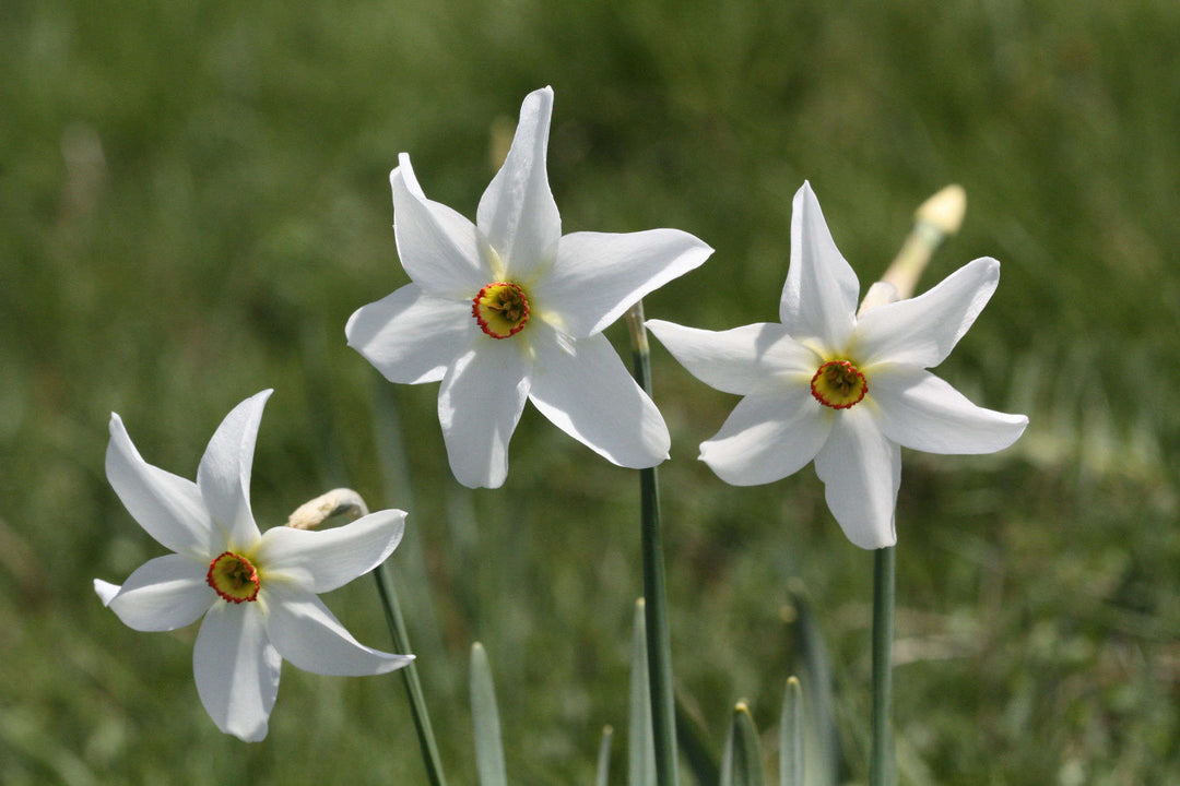 Narcissus Blomsterfrø til Plantning Hvide 100 stk