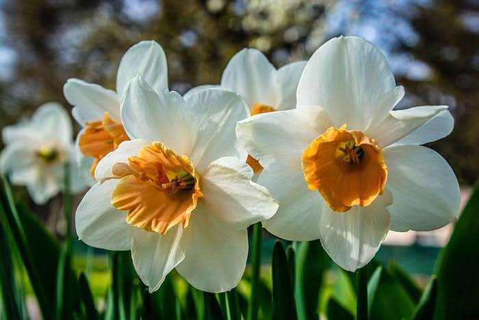 narcissus tazetta flower seeds