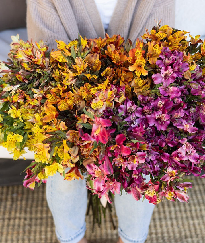Heirloom Non-GMO Alstroemeria Flower Seeds for Planting – Colorful Peruvian Lily Garden Blooms