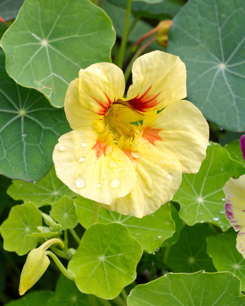 Cremegul Nasturtium Blomsterfrø 100 stk