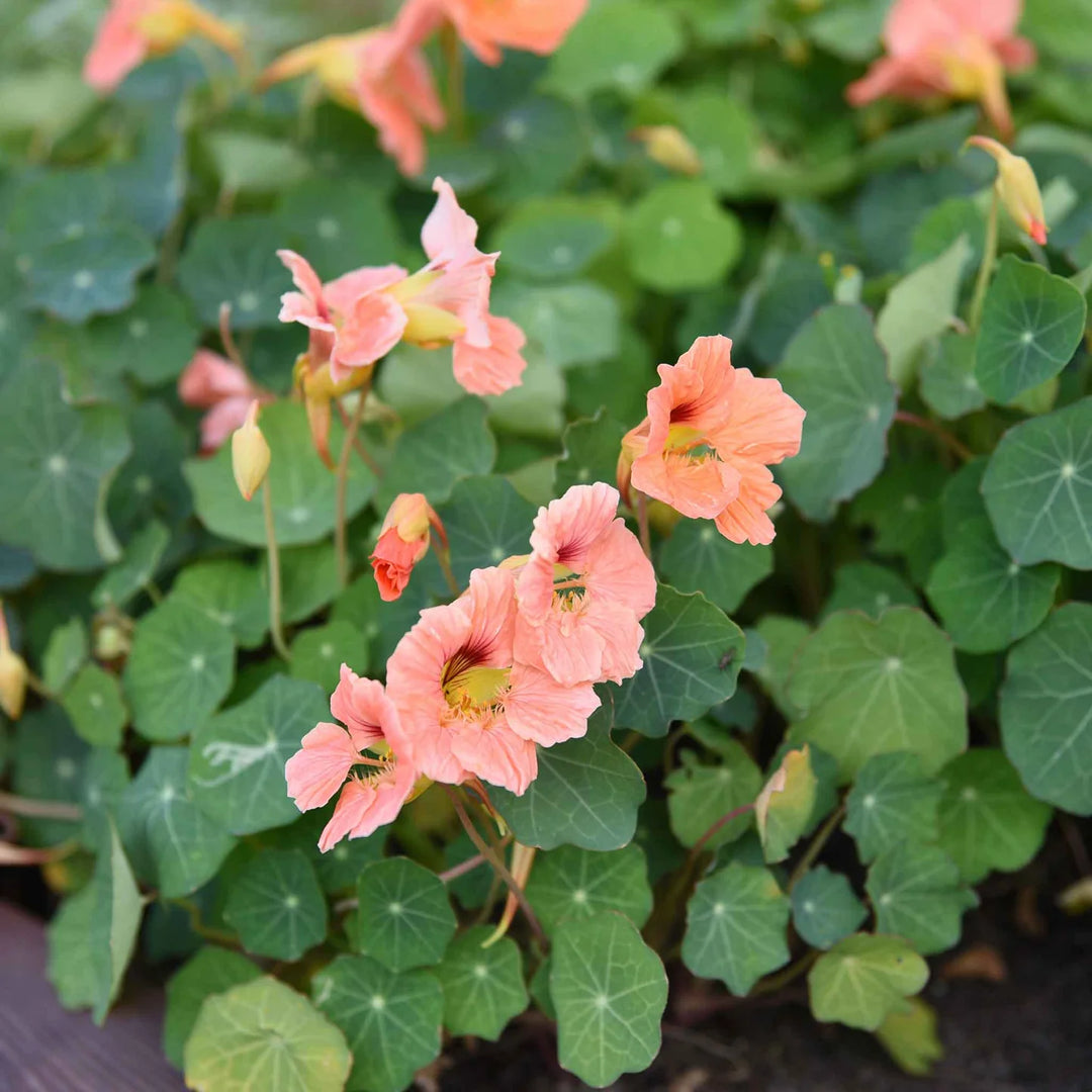 Peach Tropaeolum Majus Flower Seeds - 100 pcs