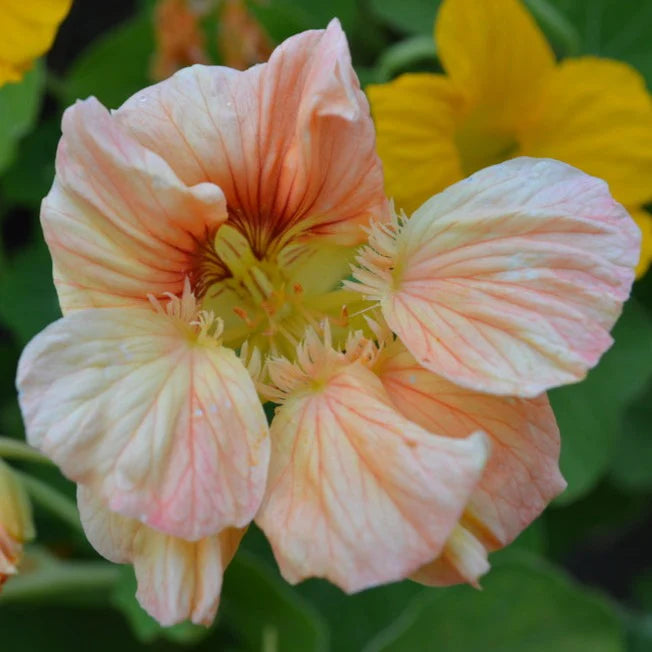 Peach Tropaeolum Majus Flower Seeds - 100 pcs