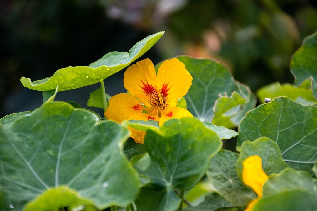 Cremegul Nasturtium Blomsterfrø 100 stk