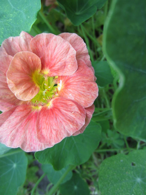 Baby Pink Nasturtium Flower Seeds for Planting - 20 pcs