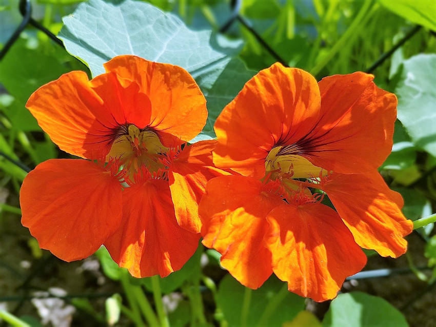 Red Nasturtium Flower Seeds 100 pcs