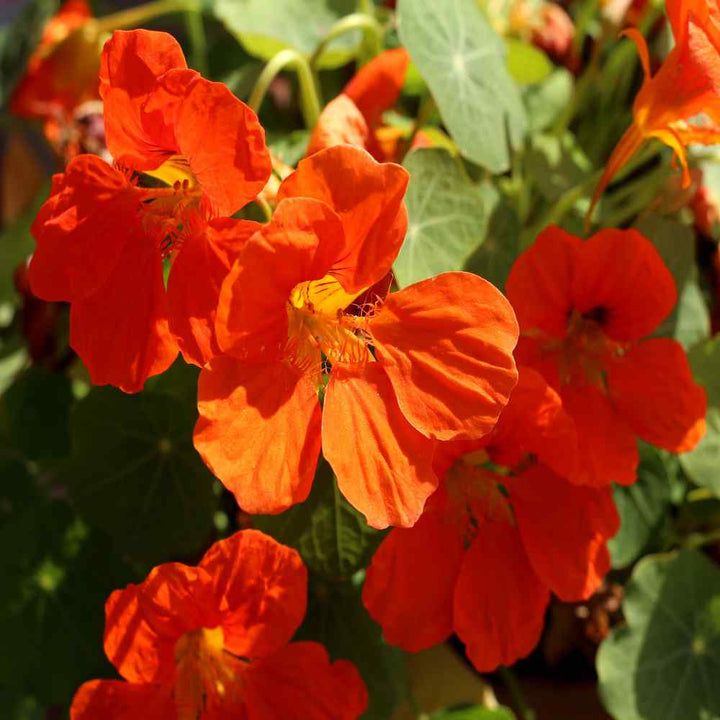 Dark Orange Nasturtium Flower Seeds for Planting – Heirloom, Non-GMO, High Germination Organic Garden Seeds