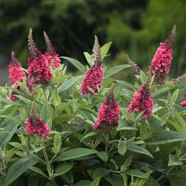 red buddleia flower seeds