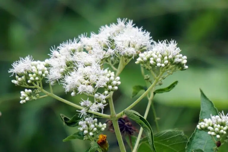 white boneset flower seeds