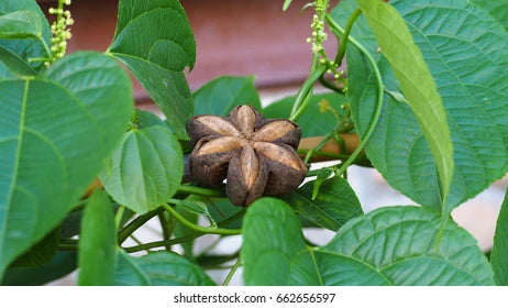 Sacha Inchi (Mountain Peanut) Plantefrø - Superfood, Ikke-GMO, Økologisk 100 stk.